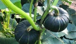 网红蔡二哥吃瓜视频大全,揭秘网红圈幕后故事