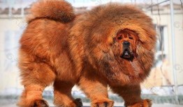 网友爆料藏獒图片搞笑视频,网友爆料萌态百出，笑料连连