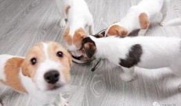 武汉宠物爆料案件最新情况,真相大白，法律将如何裁决？