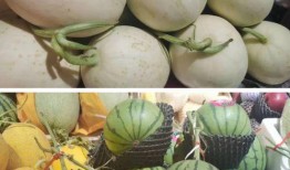 黄色瓜免费吃瓜,免费尝鲜！黄色瓜盛宴等你来瓜