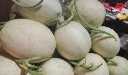 黄色瓜免费吃瓜,免费尝鲜！黄色瓜盛宴等你来瓜