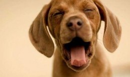 娱乐吃瓜酱送小狗,暖心情怀传递爱心瞬间