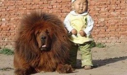 网友爆料藏獒图片搞笑视频,网友爆料萌态百出，笑料连连