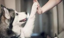 武汉宠物爆料案件最新情况,真相大白，法律将如何裁决？