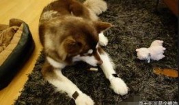 娱乐吃瓜酱送小狗,暖心情怀传递爱心瞬间