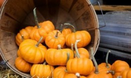 橙子爆料南瓜视频,南瓜视频揭秘幕后真相