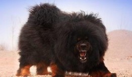 网友爆料藏獒图片搞笑视频,网友爆料萌态百出，笑料连连