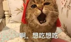 娱乐吃瓜酱收了你的猫粮,宠物界的“网红”效应