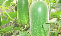 网红蔡二哥吃瓜视频大全,揭秘网红圈幕后故事