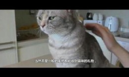 猫片在线观看影片,在线观影，尽享猫咪魅力时刻