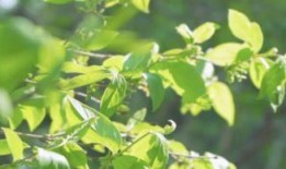 树叶最新爆料视频,独家内幕大公开！