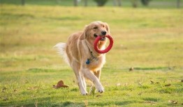 武汉宠物爆料案件最新情况,真相大白，法律将如何裁决？