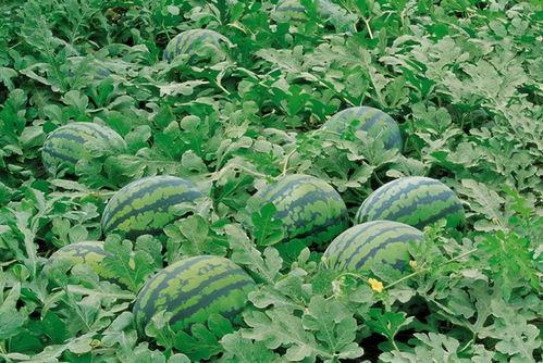 五一吃瓜网最新官网入口,揭秘五一热门话题，尽享娱乐盛宴！